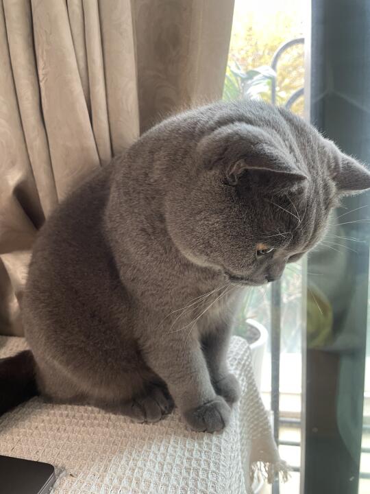 在想啥呢小猫咪
