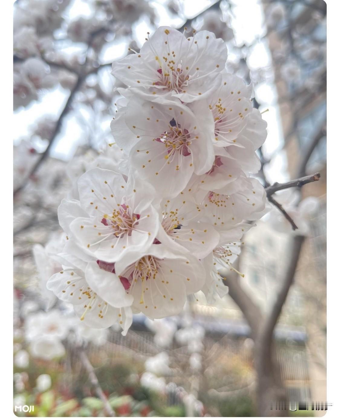 可以和后妈的女儿结婚吗