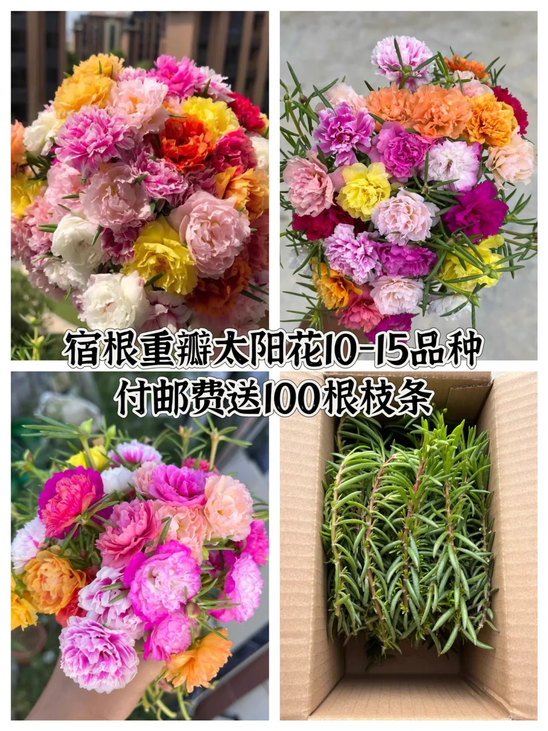 送宿根重瓣太阳花枝条楼