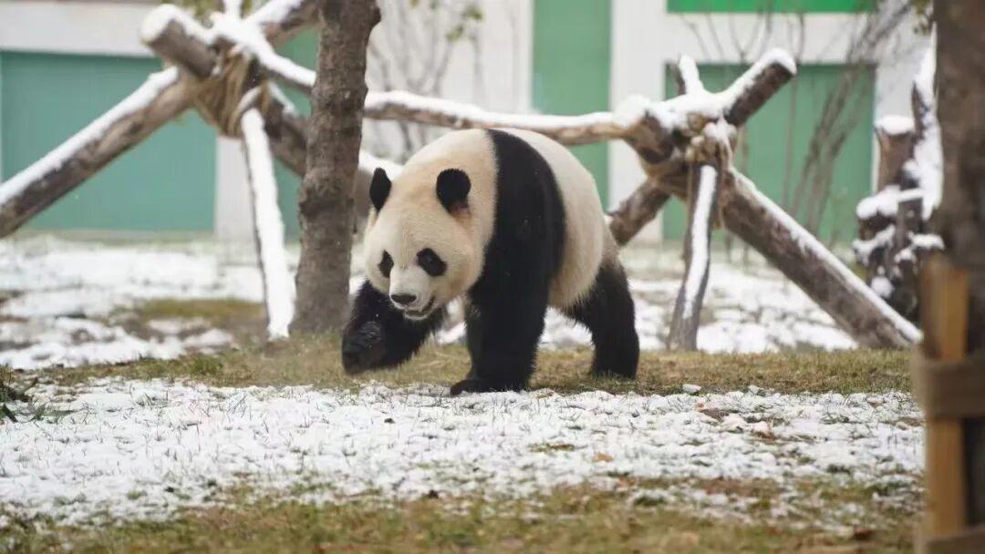 临时闭园！

22日，太阳岛风景区发布通告，为了雕琢出更惊艳的雪雕作品、呈现沉浸
