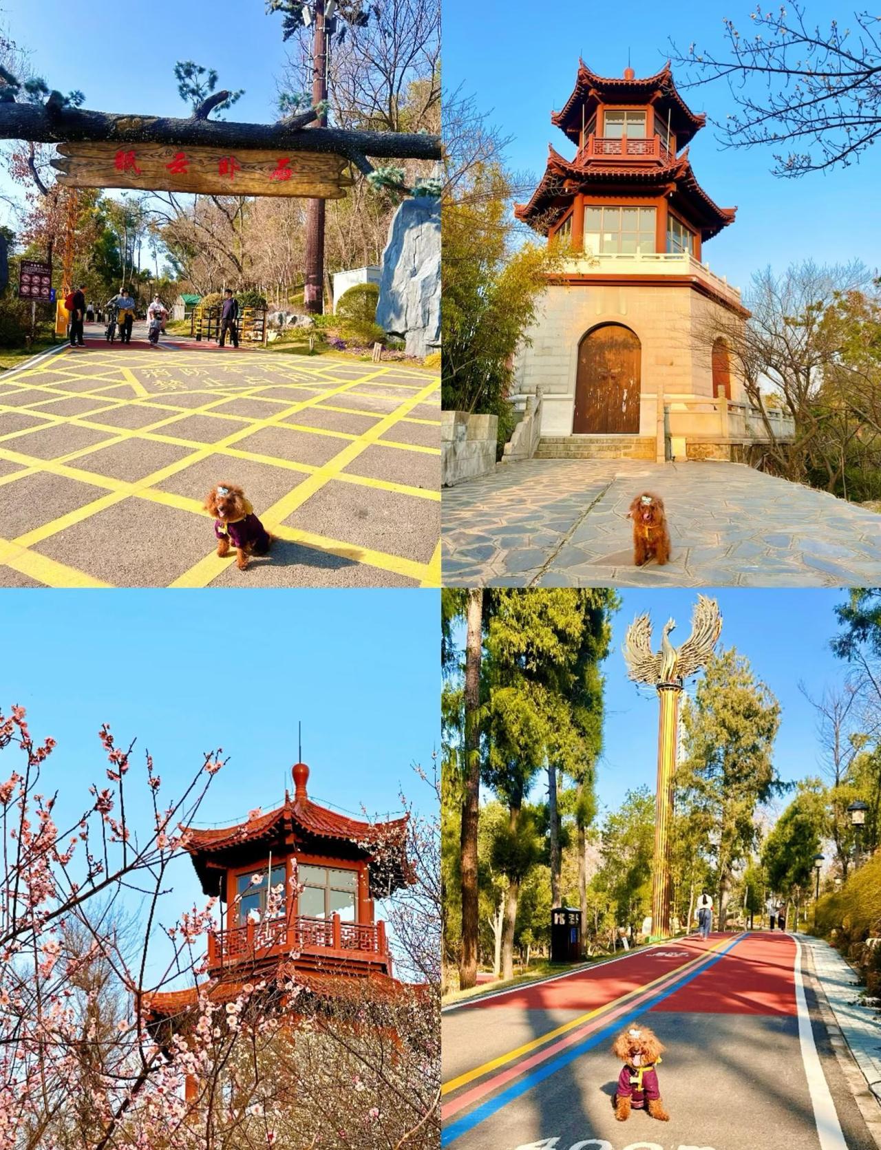 遛狗徒步踏春好去处🐶马鞍山森林公园🌳🌺
按照攻略从马鞍山森林公园的南门驿站