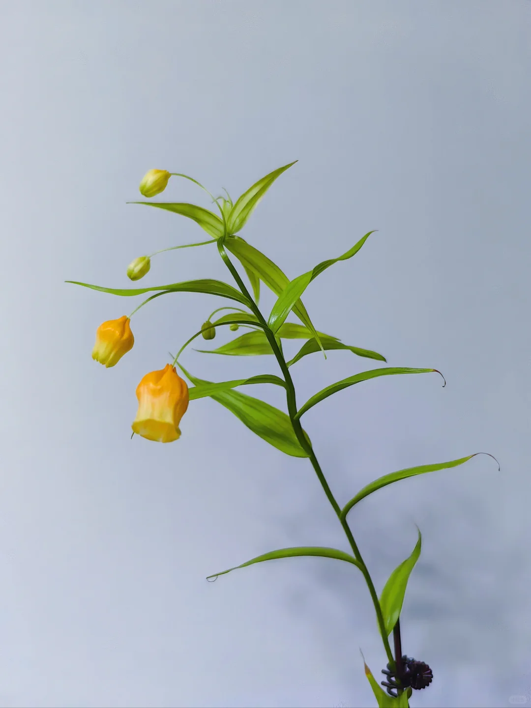 我在重庆种宫灯百合