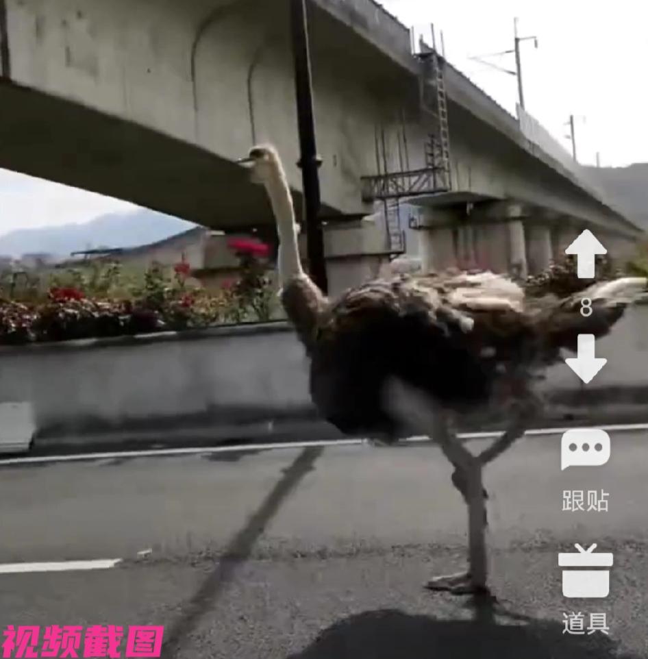 杭州某处的高架上，有人看到一只大鸵鸟在此处一路飞奔，似乎鸵鸟心有要去的希望一样，