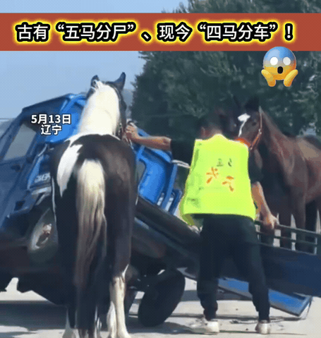古有“五马分尸”、现今“四马分车”！

5月13日，辽宁。有人将三轮车栓四匹马上