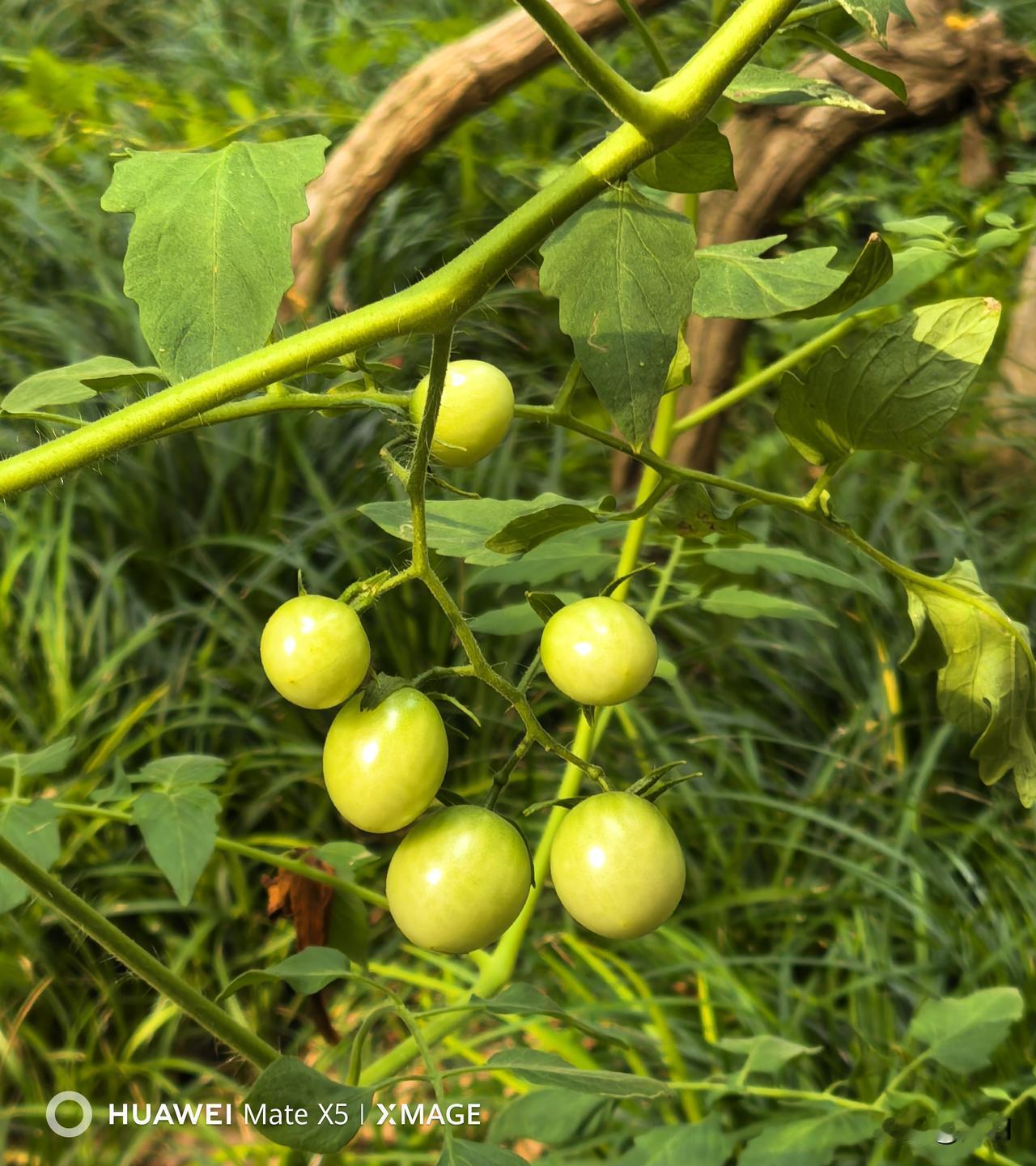 西红柿，黄瓜秧花，水鬼蕉，芙蓉葵（大花秋葵，草芙蓉），走走小区，总能发现些未知名