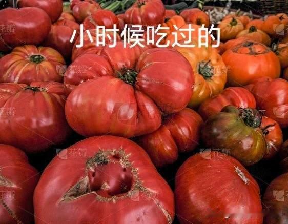 都说小时候的番茄好吃，但现在有种番茄吃了后会马上直呼好吃爆了