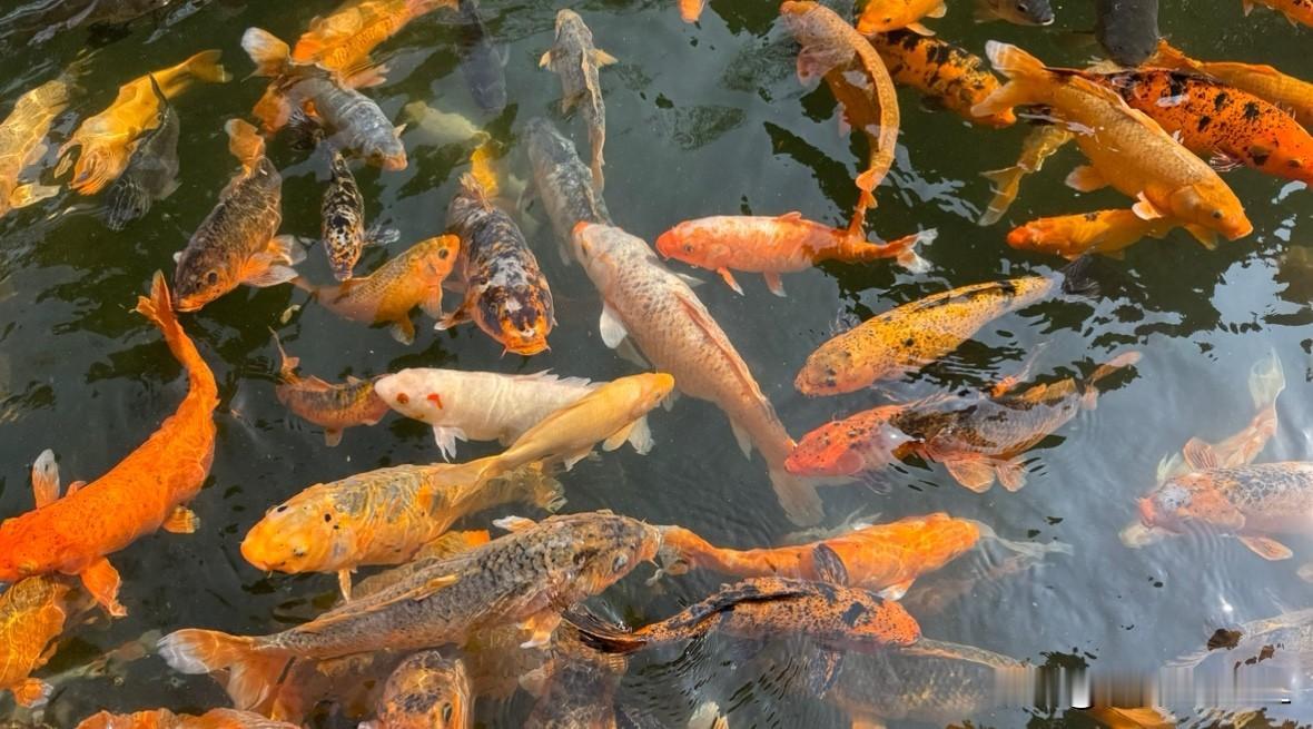 锐翔智能马上开盘，准备大口“吃肉”

锐翔智能专业从事智能制造装备的研发设计、生