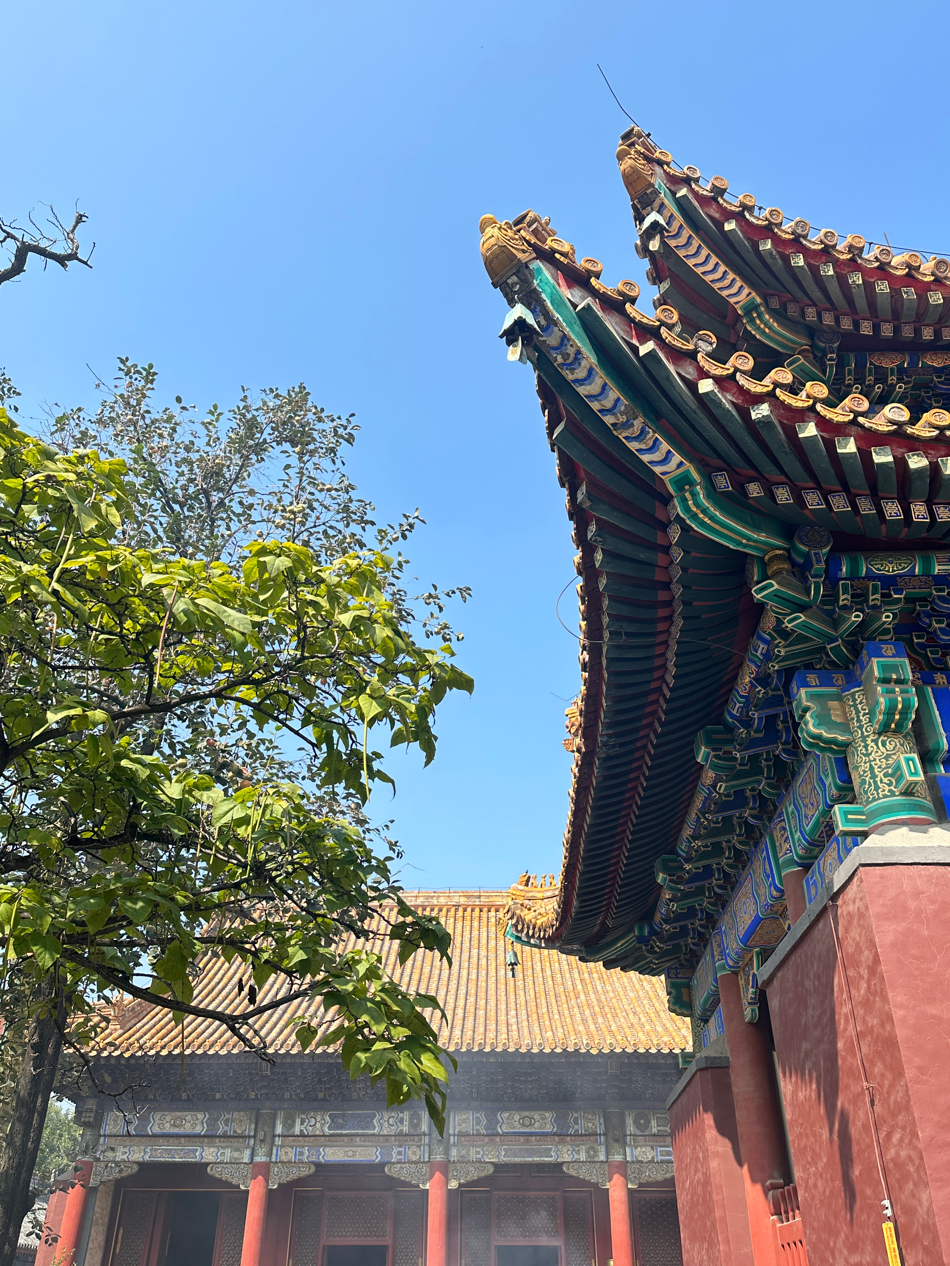 放假咯🍂深秋的北京假期后见 ​​​