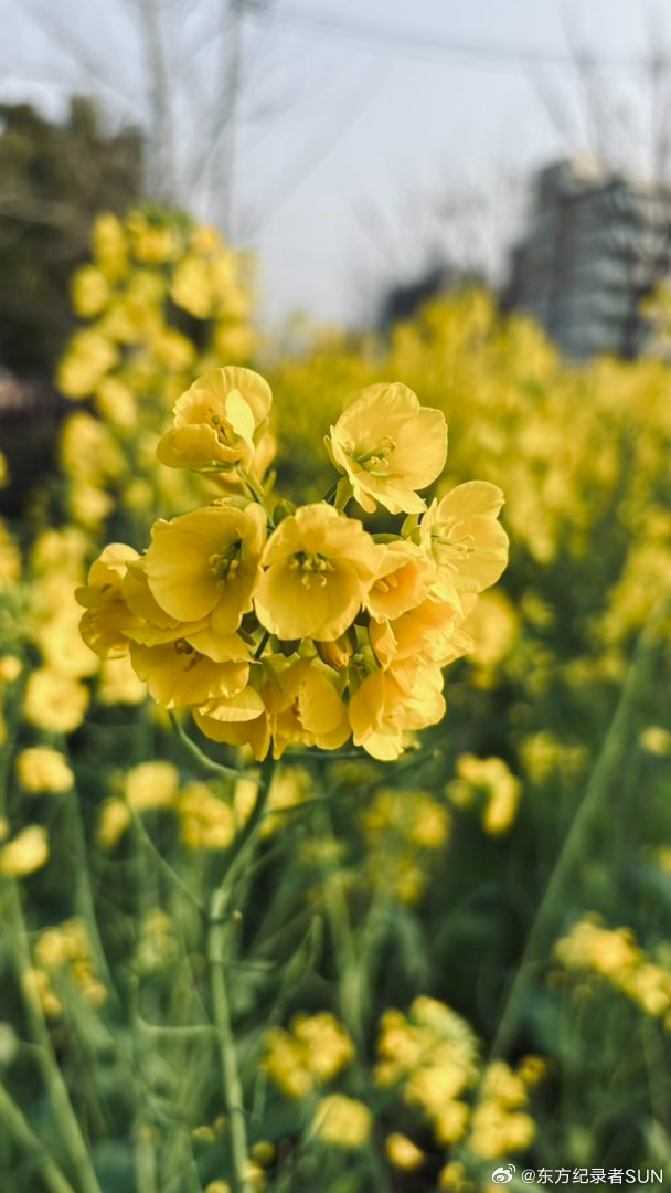 香港护照：现时已有共175个国家及地区给予香港特区护照持有人免签证或落地签证待遇