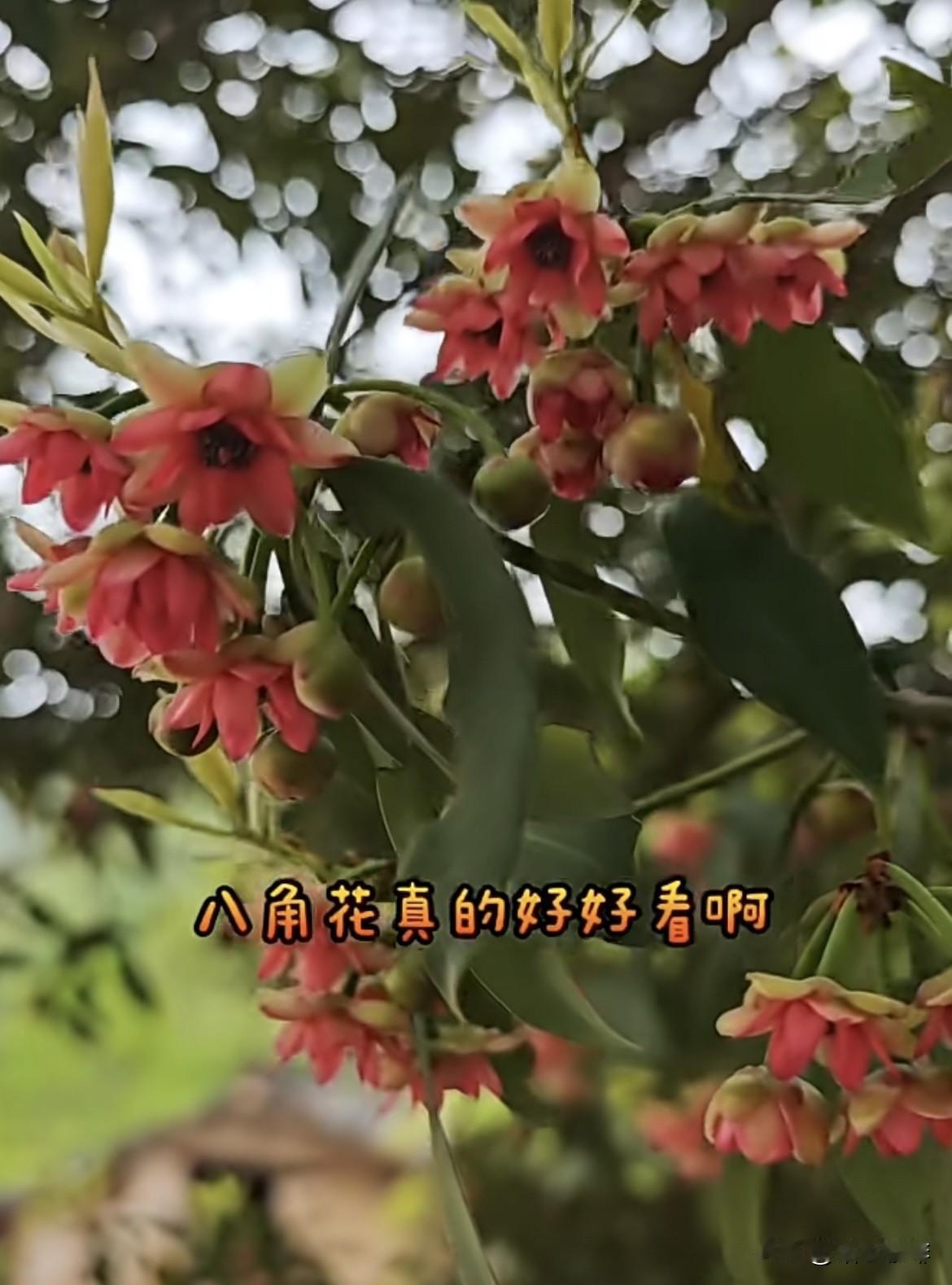 愿你所遇皆良人，所行皆坦途，
春风十里，不如你，愿你被世界
温柔以待‼️