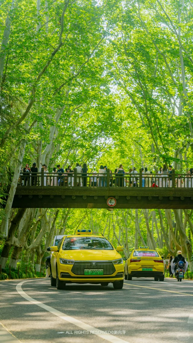 南京梧桐大道，6点以后还是别去了