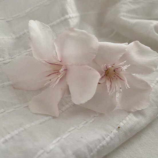 【背景图】分享˚₊✯͡ 🜚 *·.粉色|草莓|花瓣|文艺|朦胧|精致|饮品|茶
