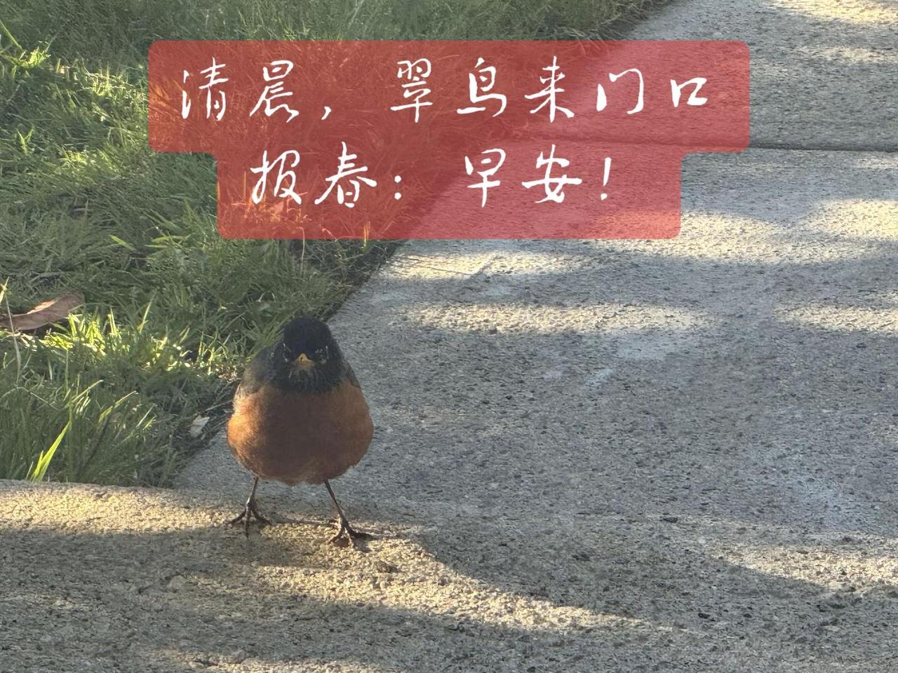 蓝光拍摄。原创摄影作品 爱鸟护鸟 观赏鸟 路边鸟