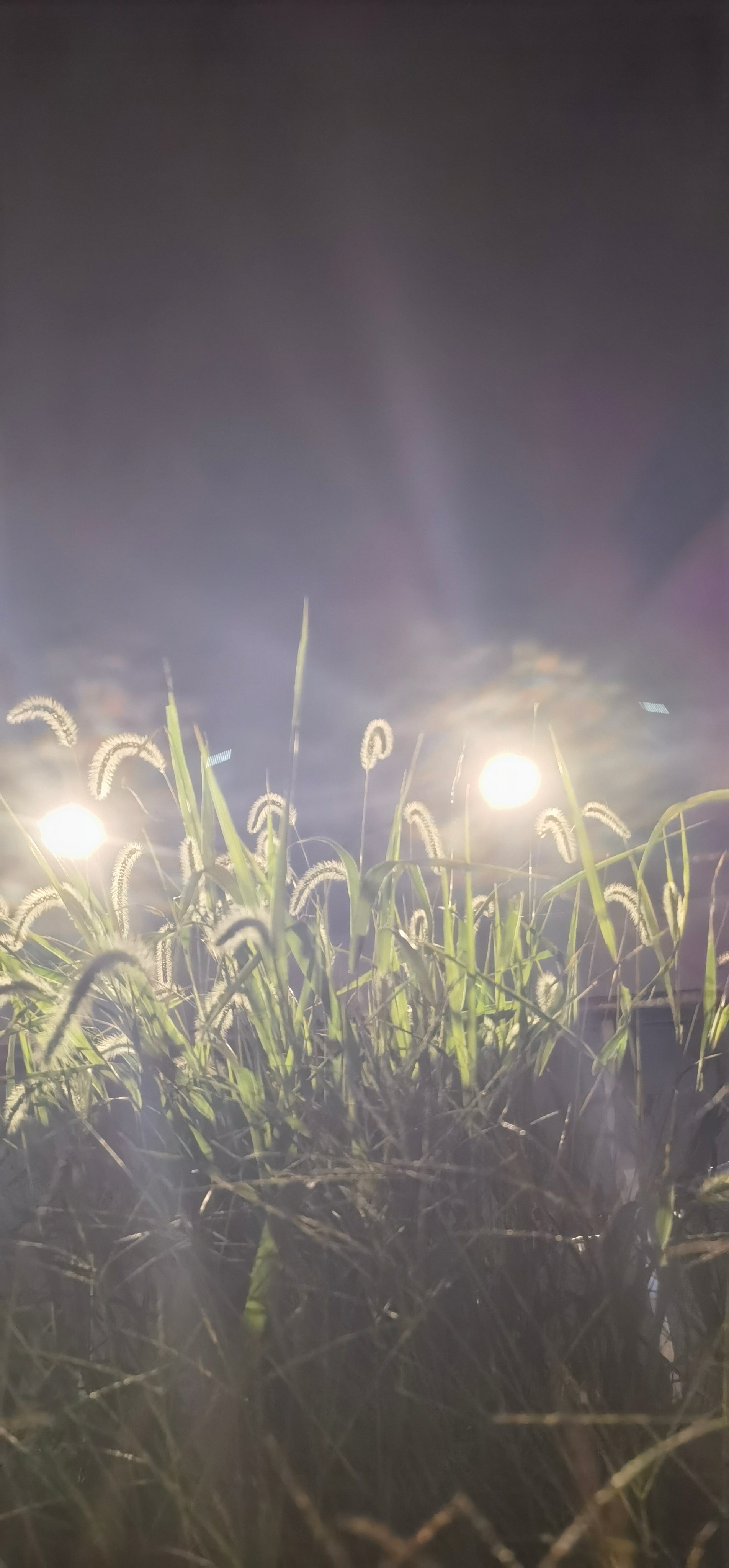 听说有人花大价钱买狗尾巴草[doge] ​​​