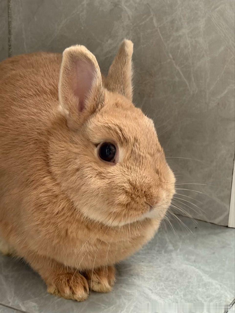 15290🐇【】你说长得像猪一样的荷兰侏儒兔算不算一种荷兰猪 ​​​