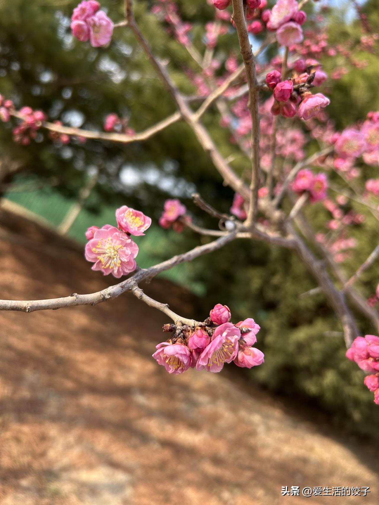 最近爱上了跑步，虽说年纪大了跑不了太远，就在家附近的郊野公园慢慢跑，先从大半圈开