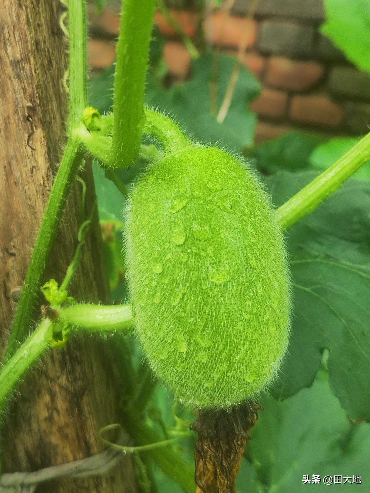 小菜园种植的一串铃小冬瓜成熟了，可以采摘了。

5月份播种的一串铃小冬瓜，经过两