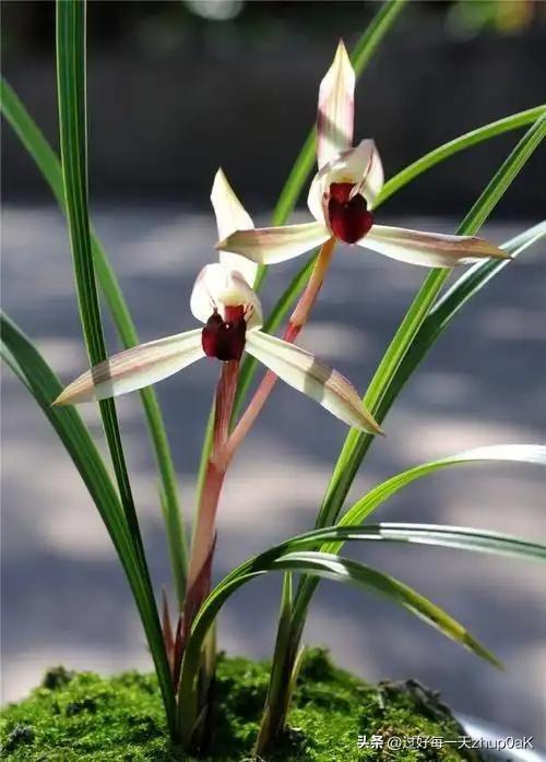 《兰花》
——宋·方回
雪尽深林出异芬，
枯松槁槲乱纷纷。
此中恐是兰花处，
未