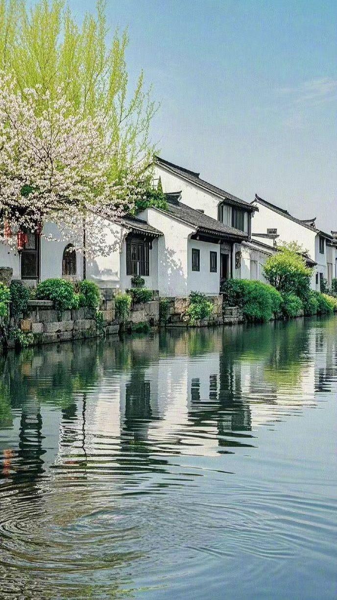 🌸白墙是宣纸，樱花蘸水写春天💧倒影里藏着旧时光的褶皱，你要不要来赴这场水墨约