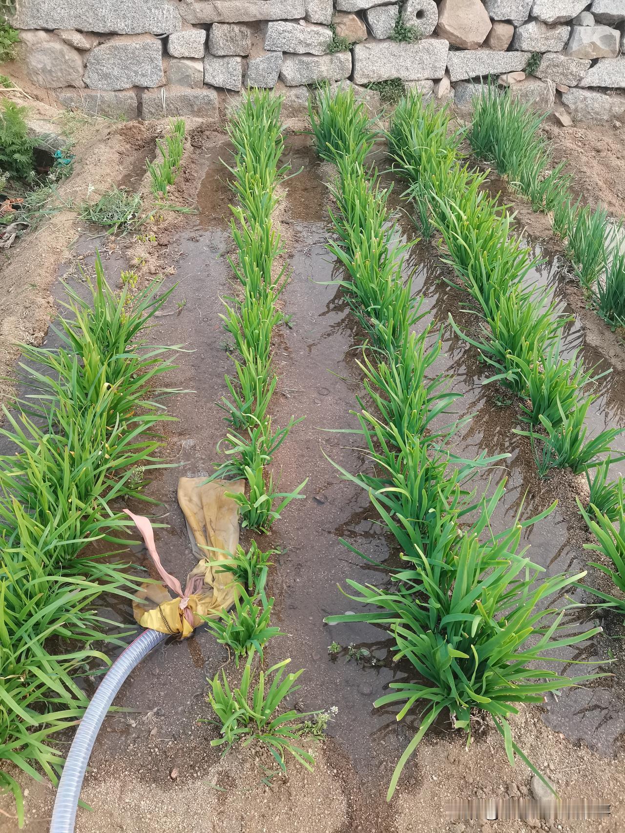 自己种菜吃最不合算！
三天两头就要浇水！
我今年种了两个小菜园。这干旱的春天，三