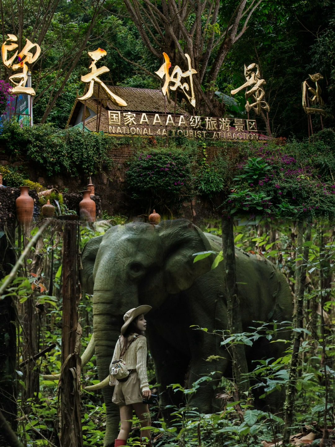 来西双版纳望天树❗️❗️过个温暖又浪漫的春节