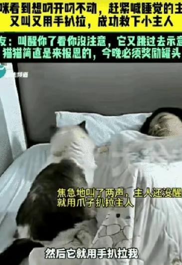 山东快讯：婴儿翻身不慎被捂，生死只差一秒。妈妈睡得像没开机，浑然不觉。家猫却像“