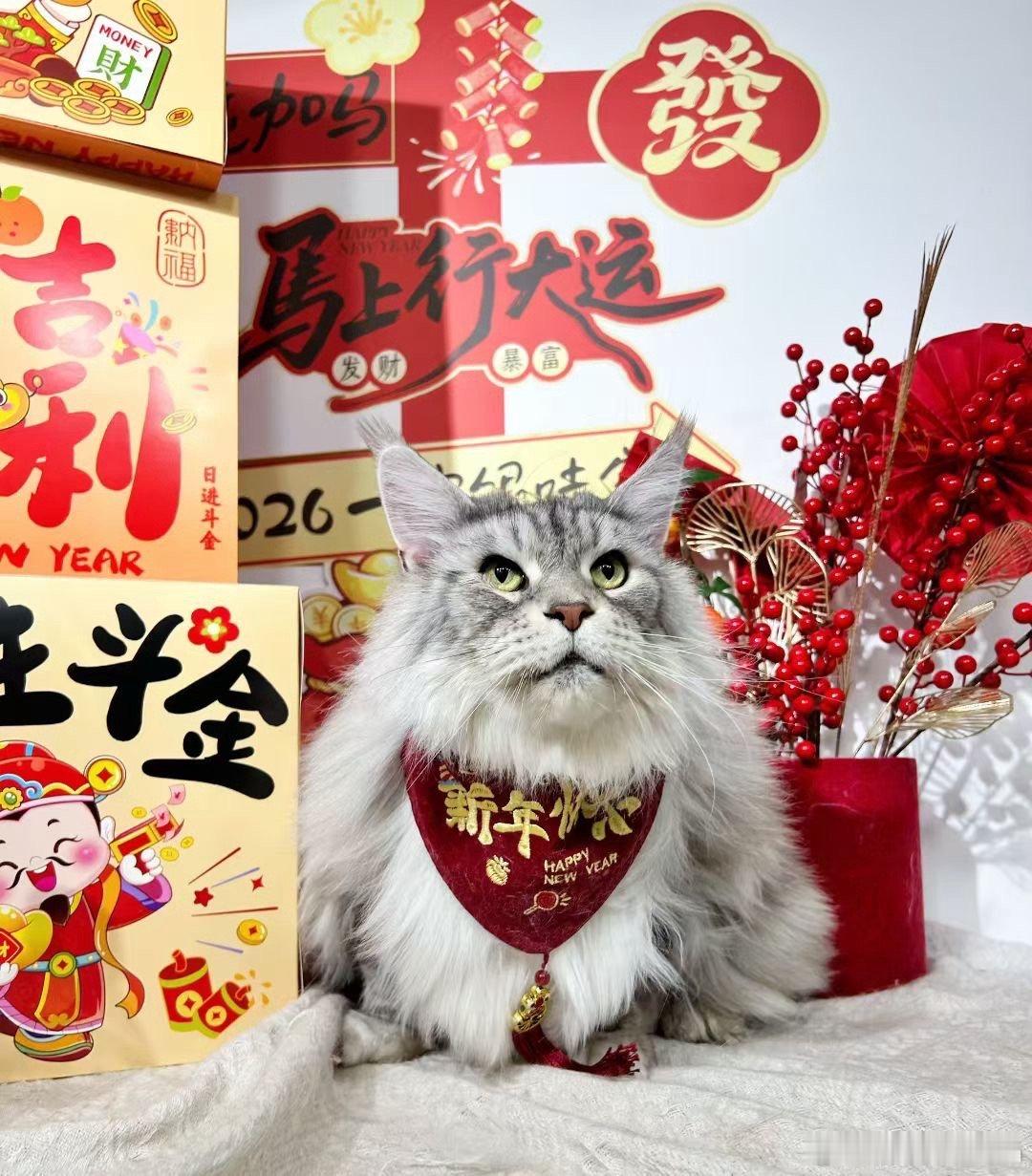 准备开工猫咪摄影