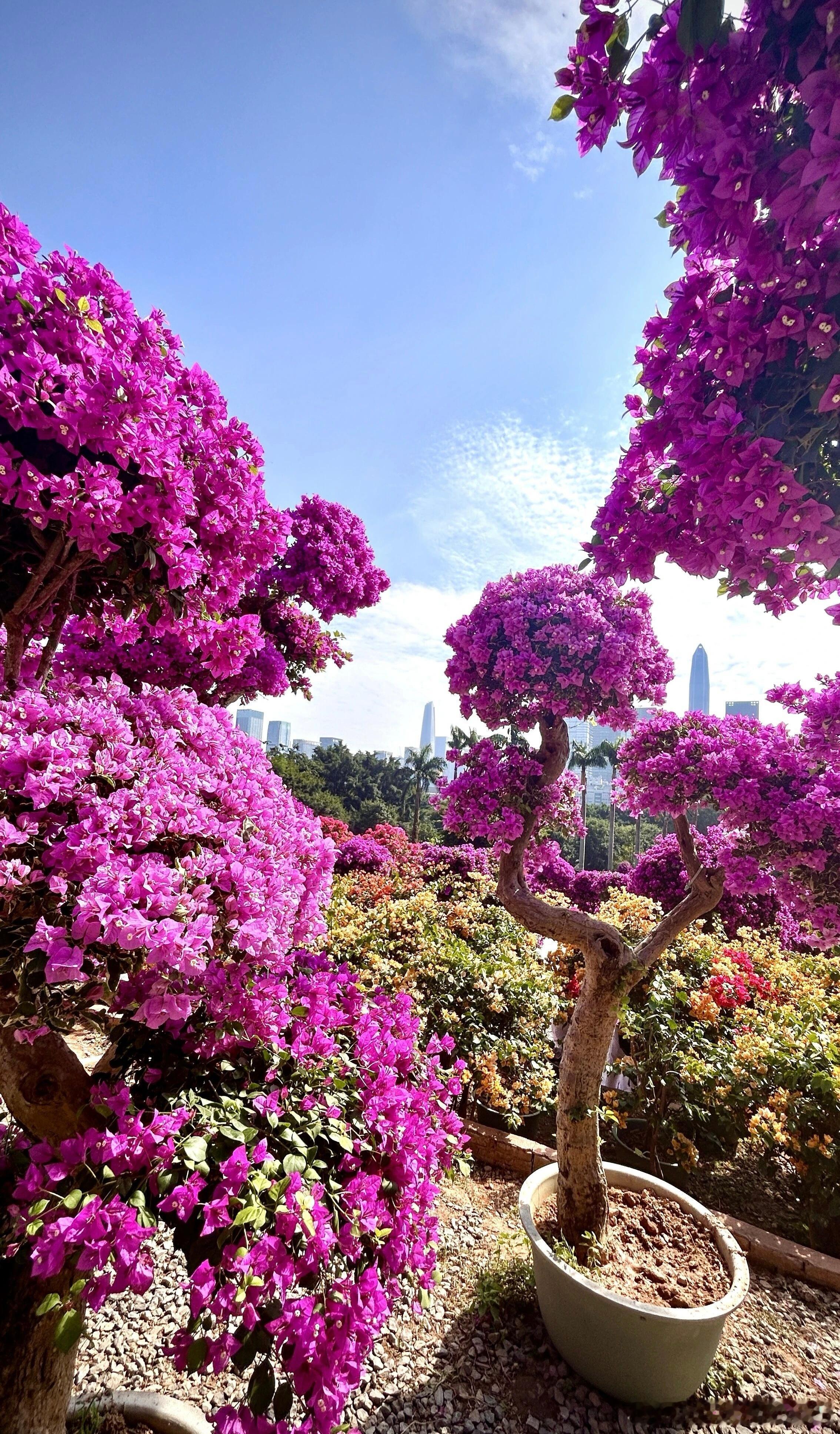 如果你出一本书，一定要先把个人主、副标签设计好比如教育、咨询、财务顾问、财税、管