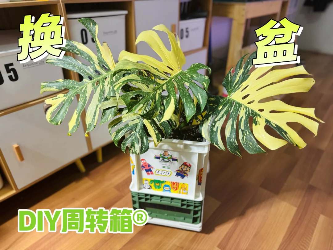 换个家吧，谁让你最黄