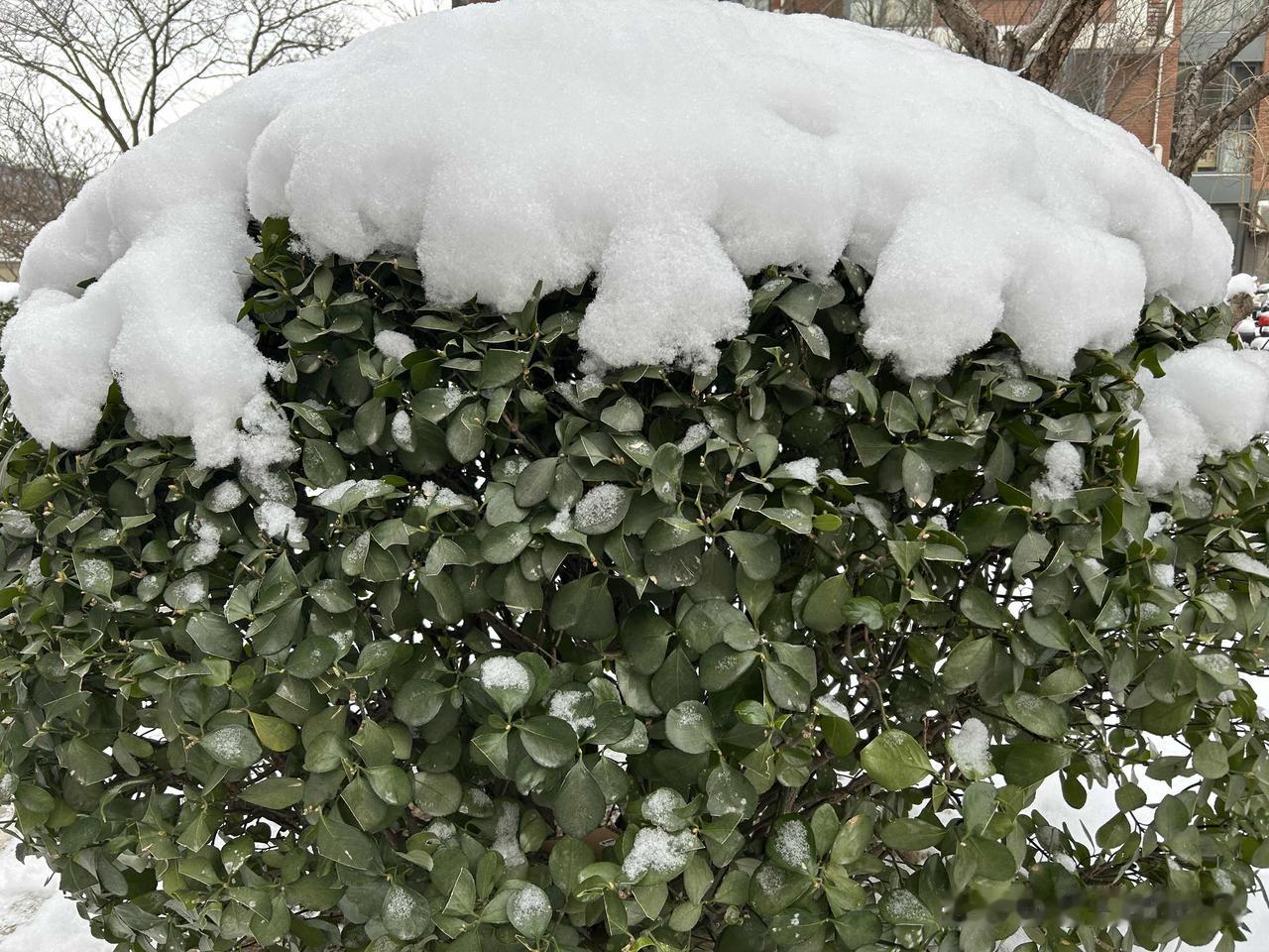 今年第一场大雪

初雪即景

清晨漫天飞雪终于停了！大地裹着厚厚的“白棉被”，雪