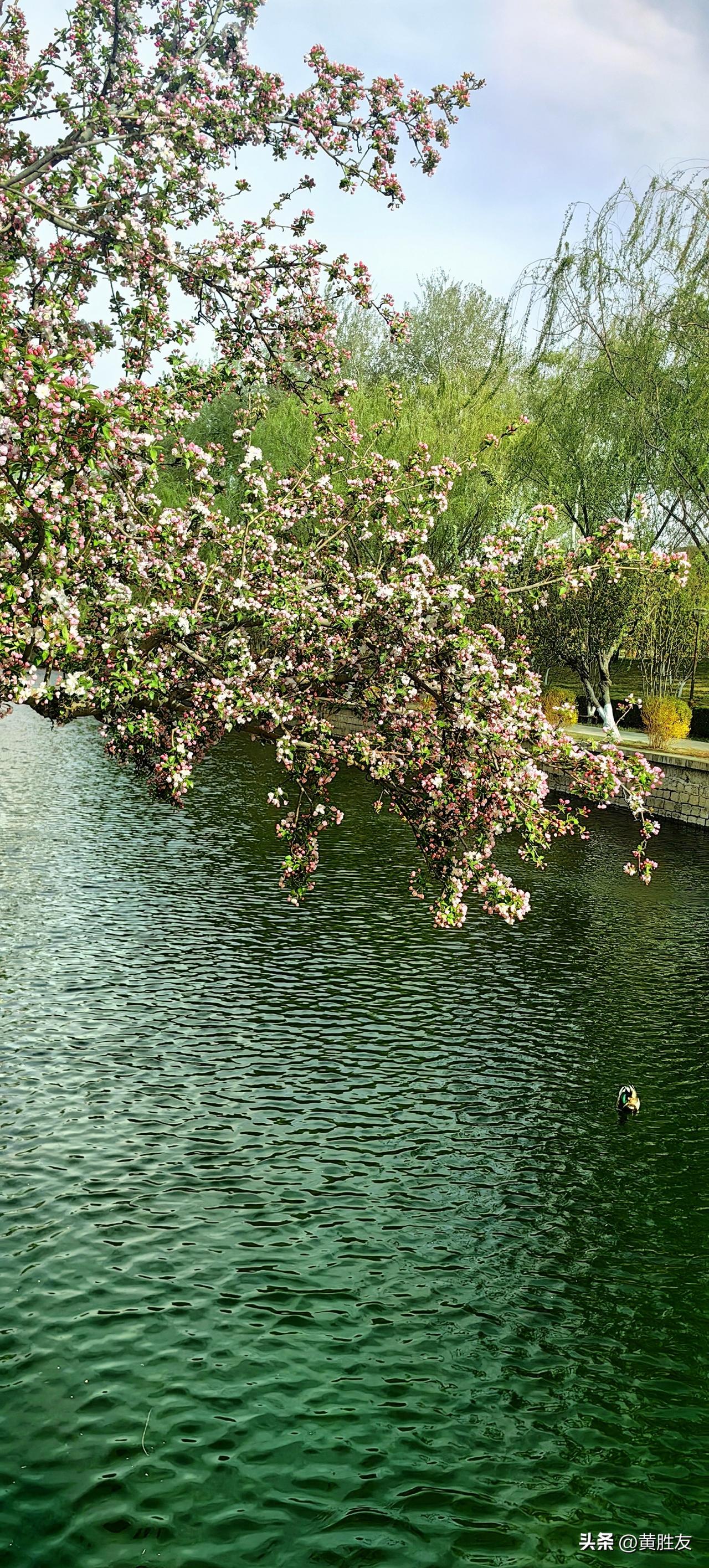 公园里的海棠花元大都城垣遗址公园，著名的海棠花溪。今天开园了。