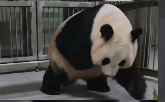 福宝的妈妈爱宝爱女士照顾四公主都变成了三腿熊
自己一边走路也要用一只手抱着娃
原