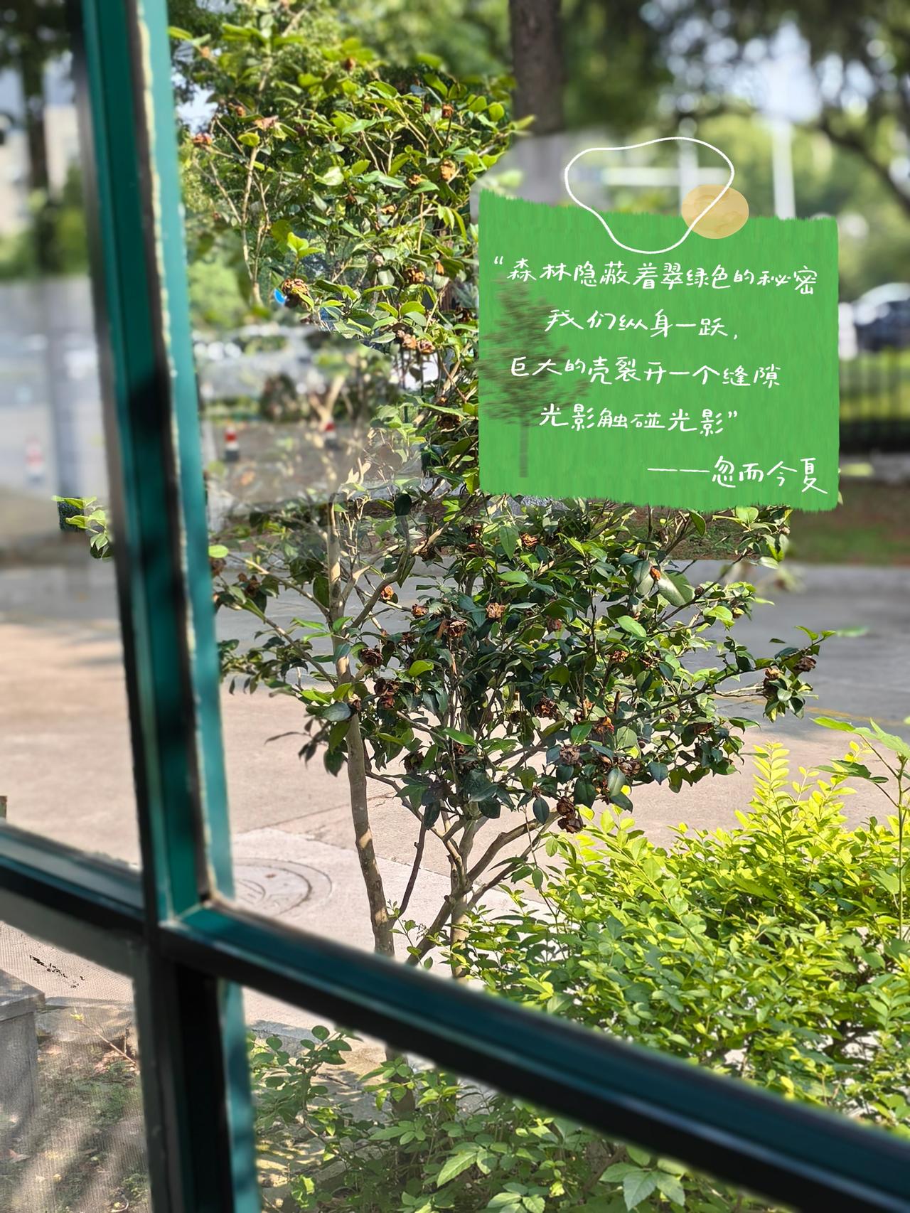 这个夏天
总有一阵风，
是专门
为你凉下来的。