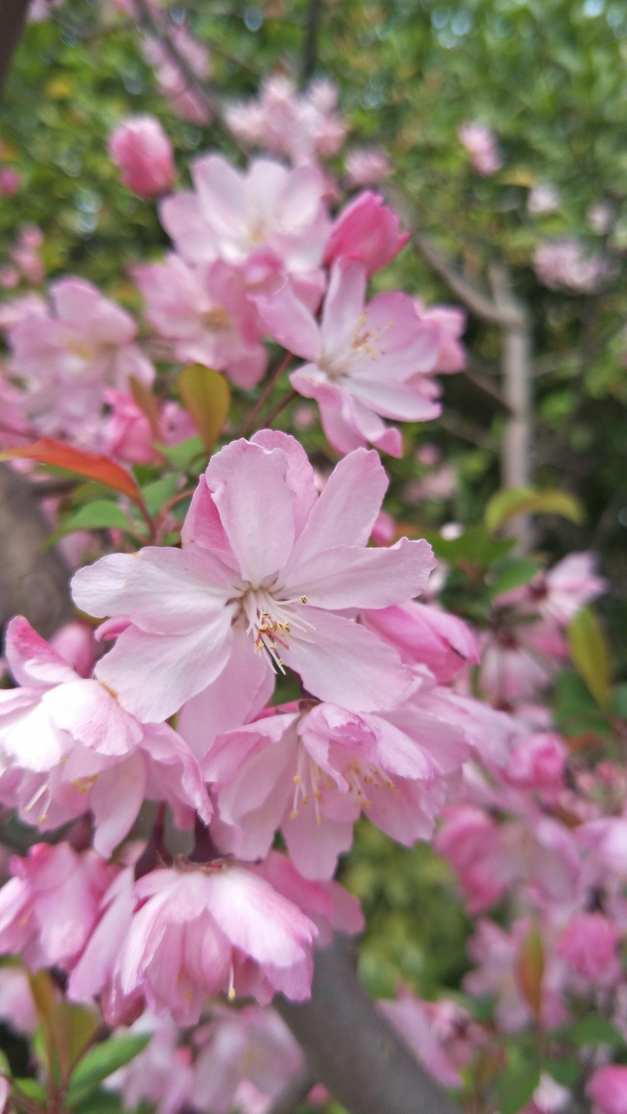 顾村公园的樱花~🌸

拍摄时间~2019.4.2