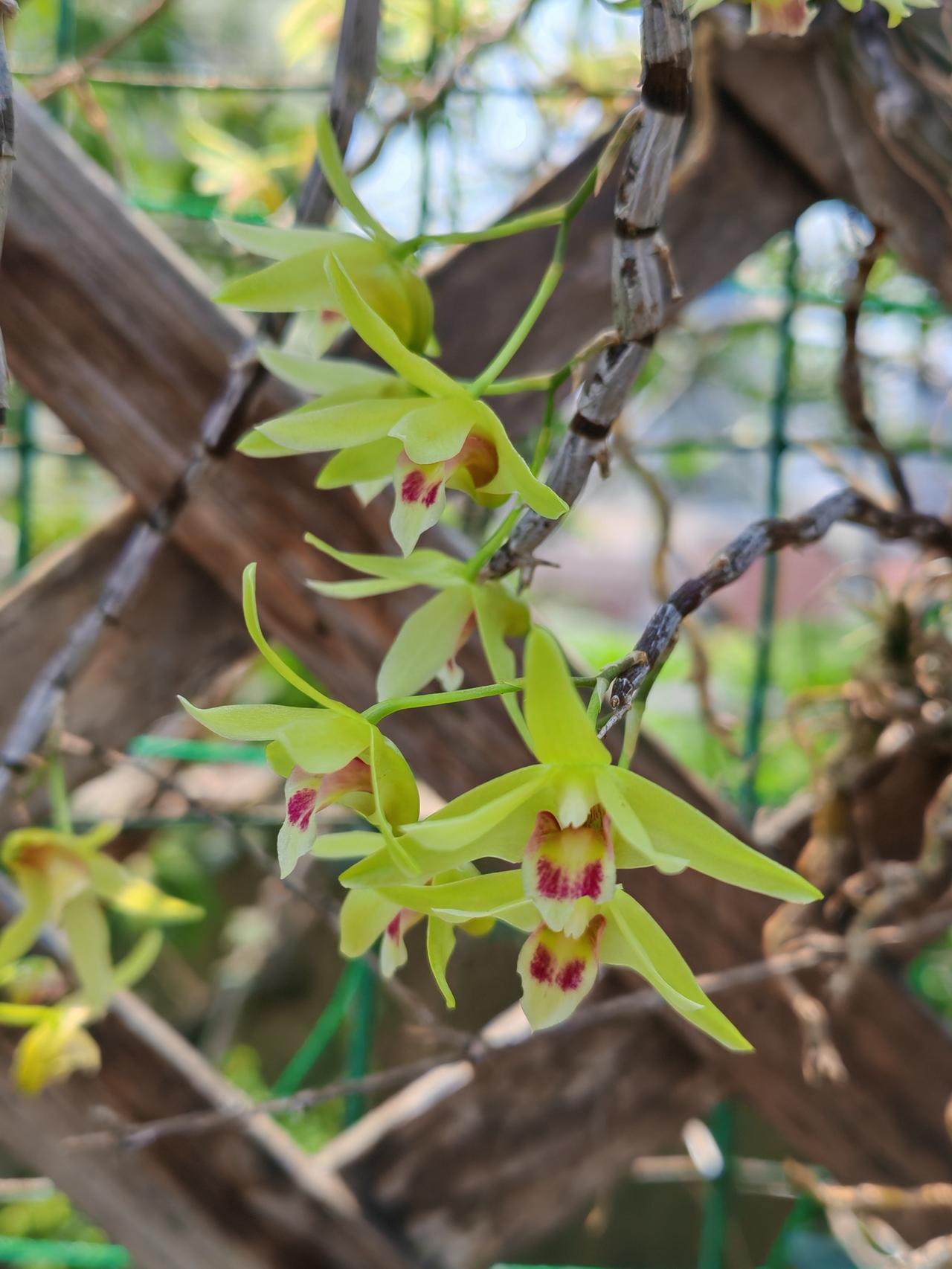 石斛兰的花期是哪个时候?现在已是石斜花期的后期了，之前我发过橙色和粉红色的石斛花