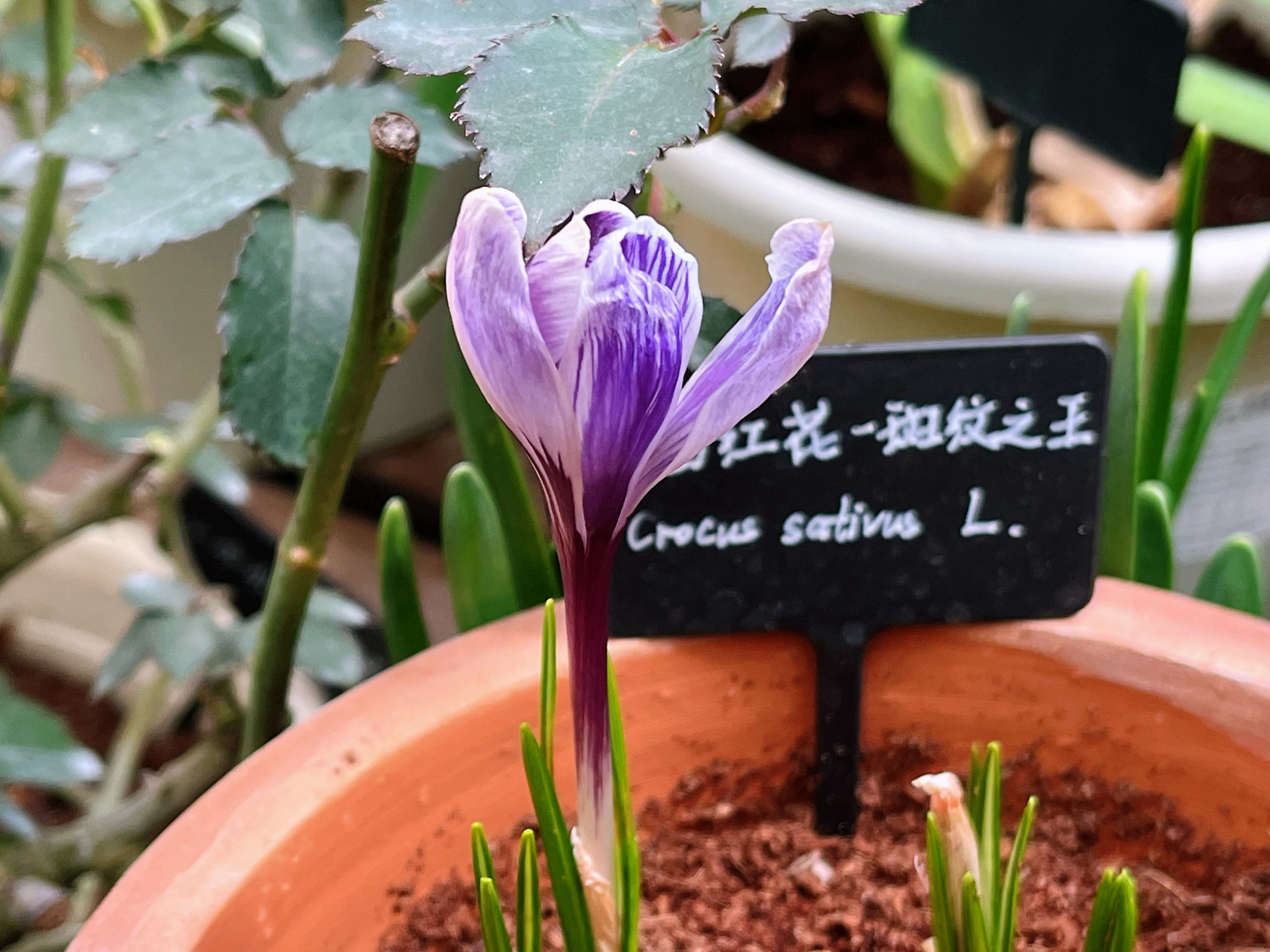 在邦布捣乱下，意外发现番红花开了，这枚是Crocus sativus，疯狂动物城