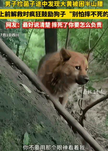四川，一名男子在进山采摘菌子时，竟然在同一个陡峭的山腰上连续三次发现了一只被困的