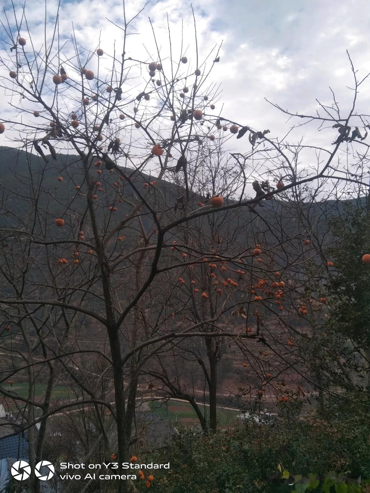 今天冬至，天气阴，早上起来。去后山爬山找山药，村子边的柿子，开始被鸟吃了一半了。