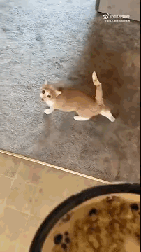 图1：突然来的闪现，让猫咪有种不真实的感觉。
图2：小姐姐这一身，谁敢动她啊？