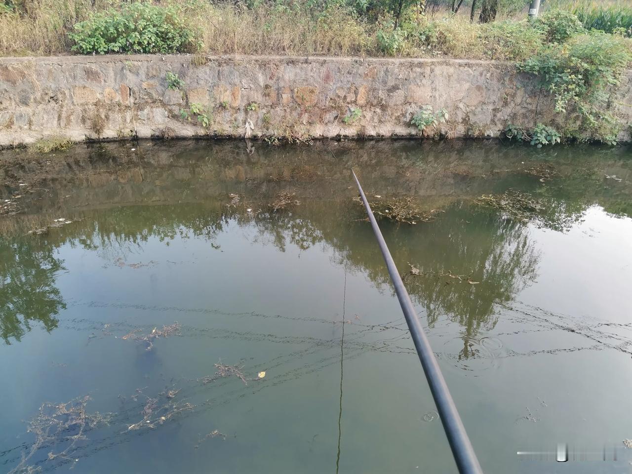 长竿短线钓鲫鱼，却碰上了大鲤鱼，一号的通线、5号的海夕，原本是不虚的，但是水里那