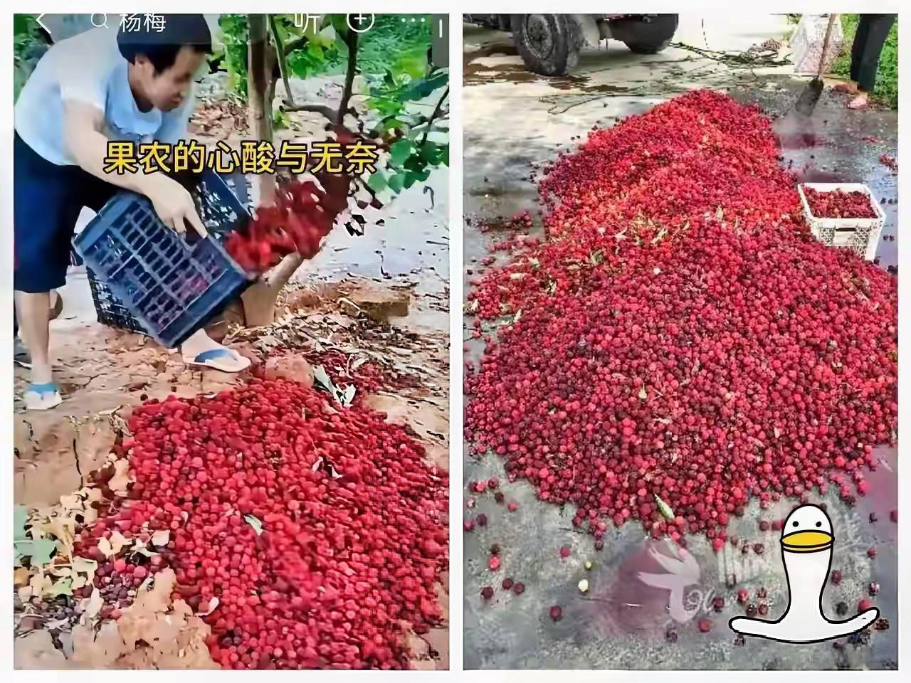 福建漳州的杨梅泡药事件
现在已经开始反噬了，经销商卖不出去，没人收购，果农手里的