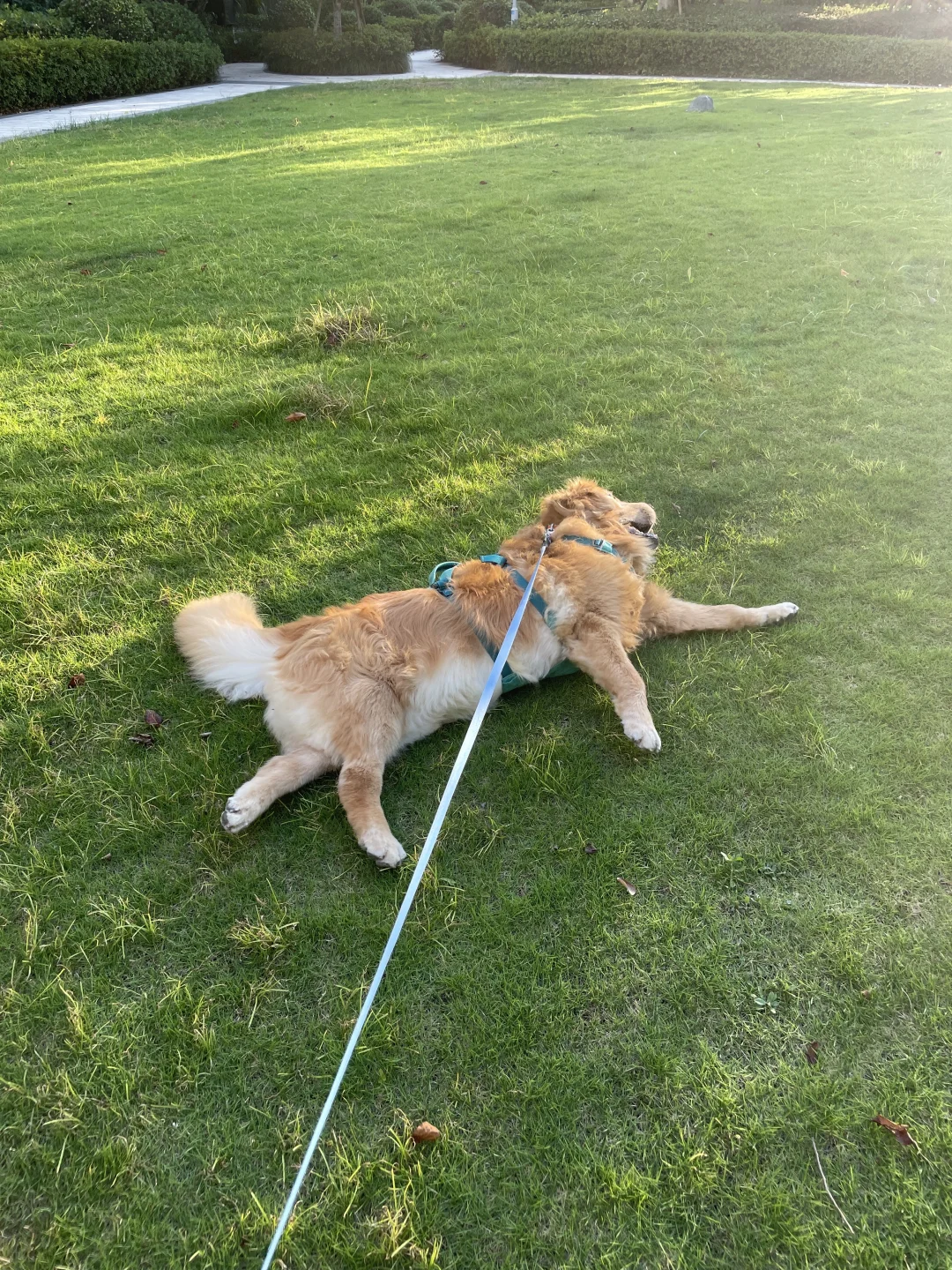 小狗阿爸拍的😬叫我发一下