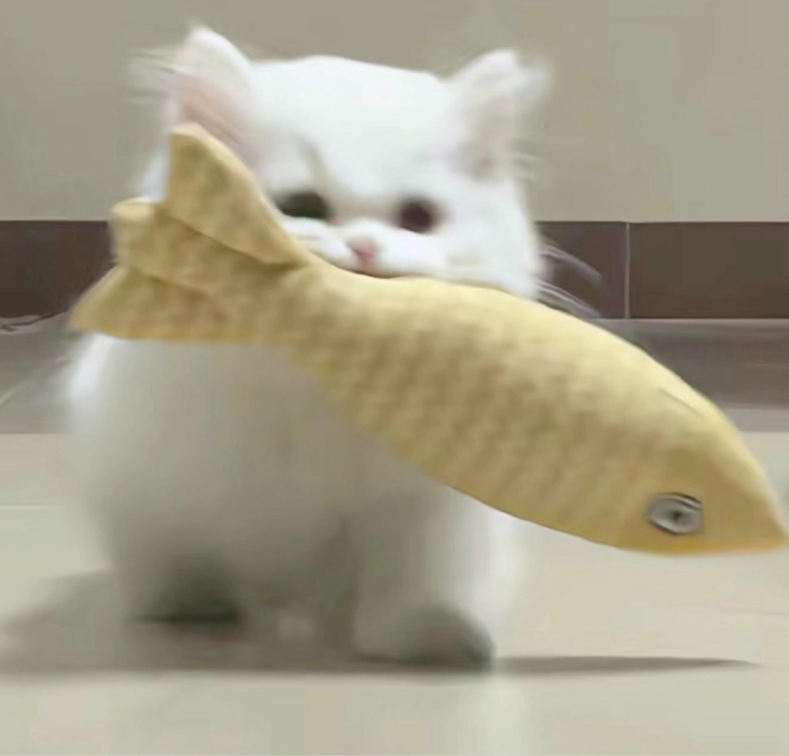 推荐可爱小猫头像#可爱头像##猫咪表情包##敲可爱头像# ​​​