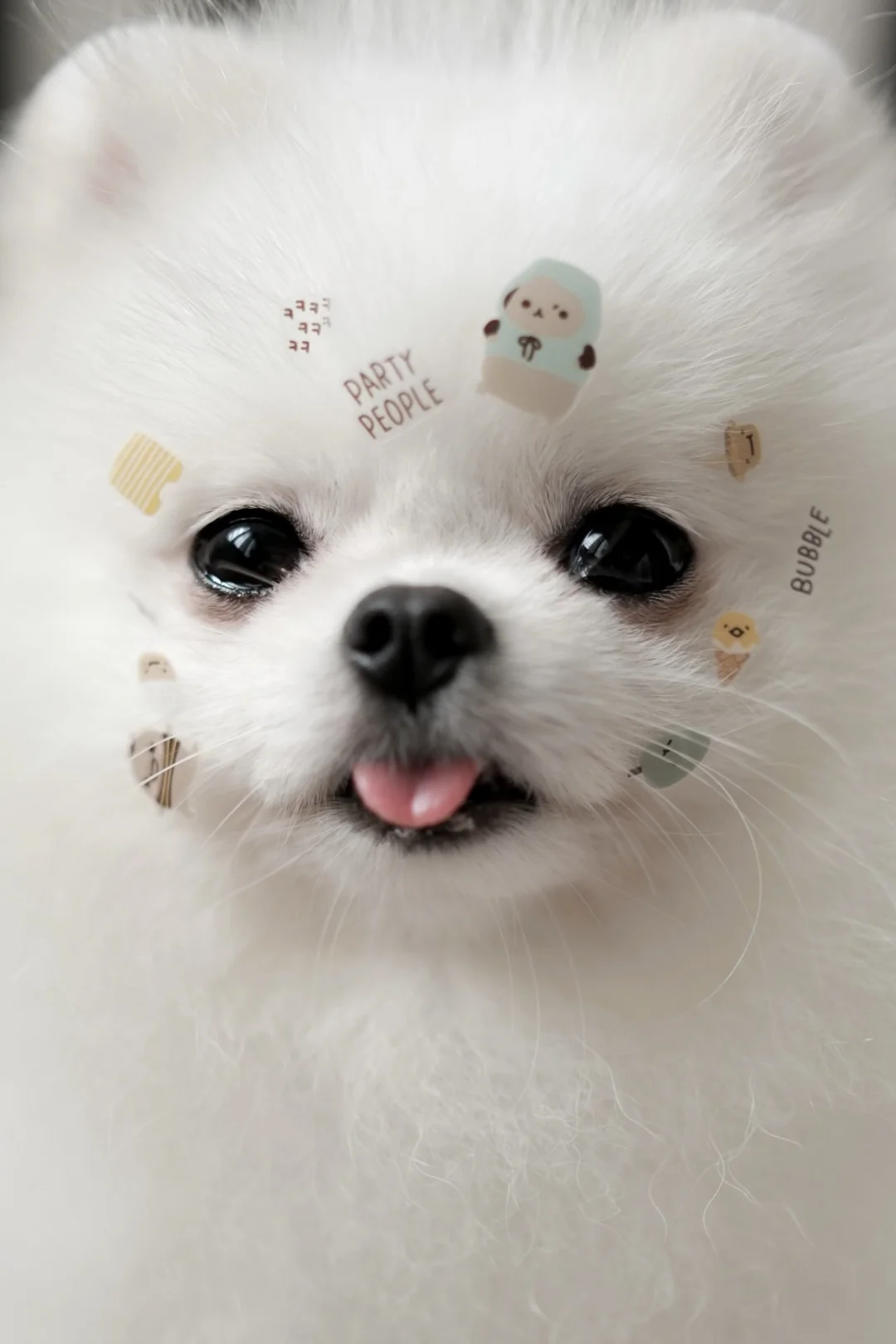 贴纸小狗写真·˚🛼 ꕤ 🧼˚ ༘ *