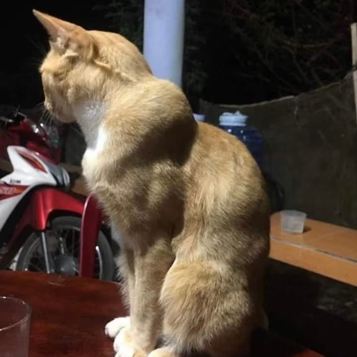 不是，这样子的吃药真的要把大专猫玩死的呀 