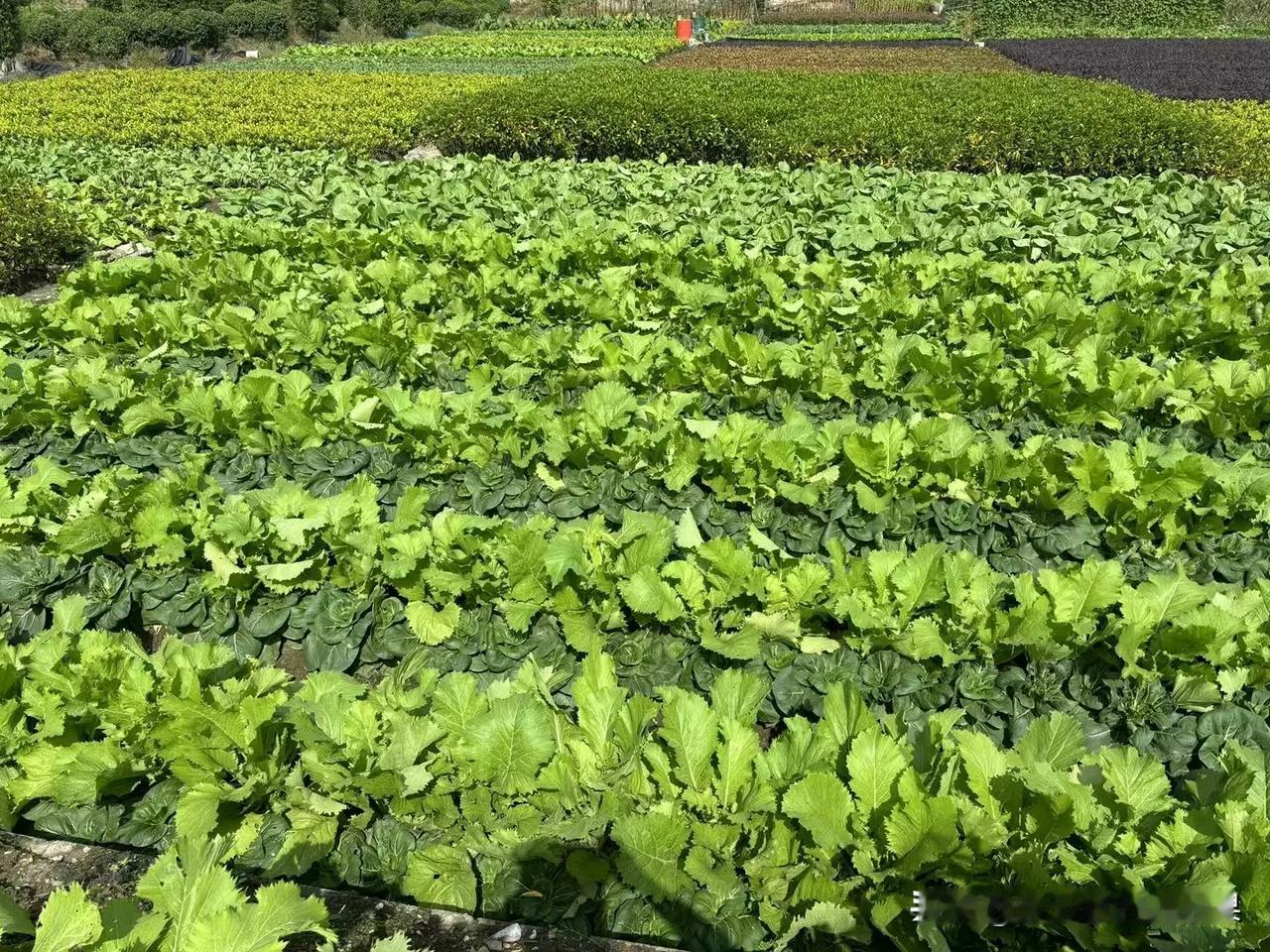 最近有坐一会去谷里的公交车

发现那边还有菜地，有种跟我老家一样的感觉 还挺好的