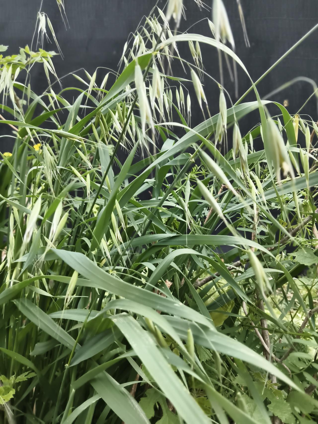 记录我的2026城边转了好大一圈，也没转到麦子。现在的麦田呐，离得越来越远。周边