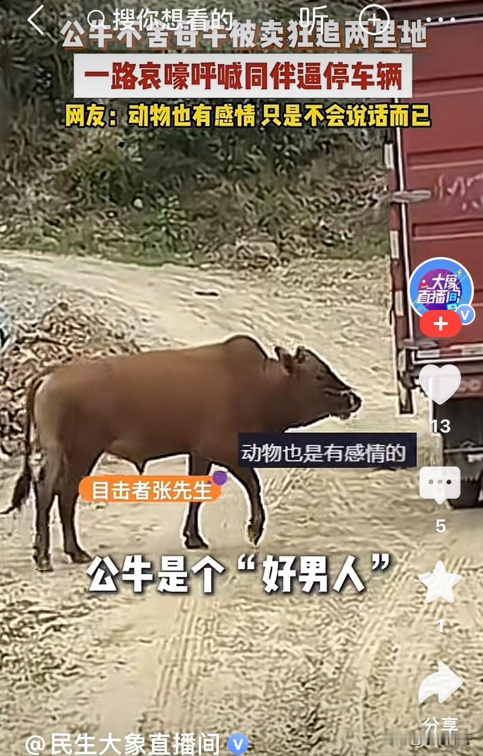 万物有灵！湖北丹江口，母牛被养殖户卖给宰牛户装车准备拉走宰杀，与它朝夕相伴的公牛