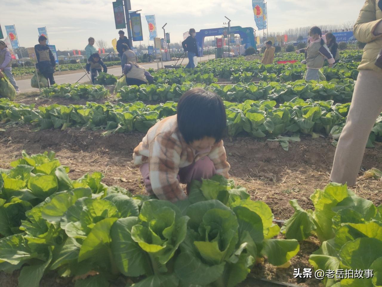 小区里的青菜你吃吗？昨天下午看到一个女士拿着一个塑料袋子一个铲子，在小区里的绿地