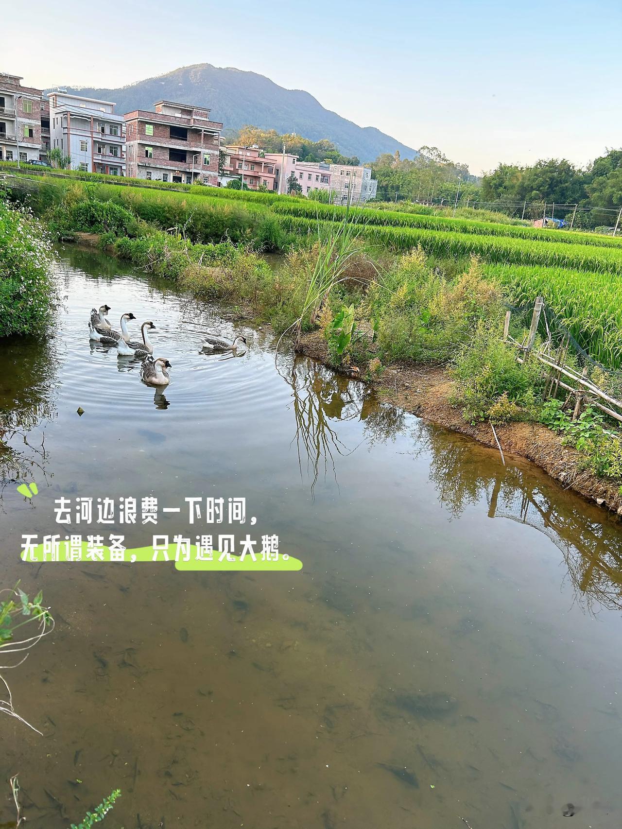 假期过半，内心丰盈，
傍晚与侄子侄女走走看看停停，
忍不住掏出手机留住秋天的颜色